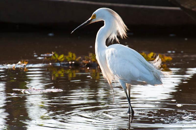 Ardea alba, Lago de Maica, Santarem, Para, Brasil,...