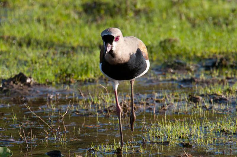 Vanellus chilensis, Lago de Maica, Santarem, Para,...