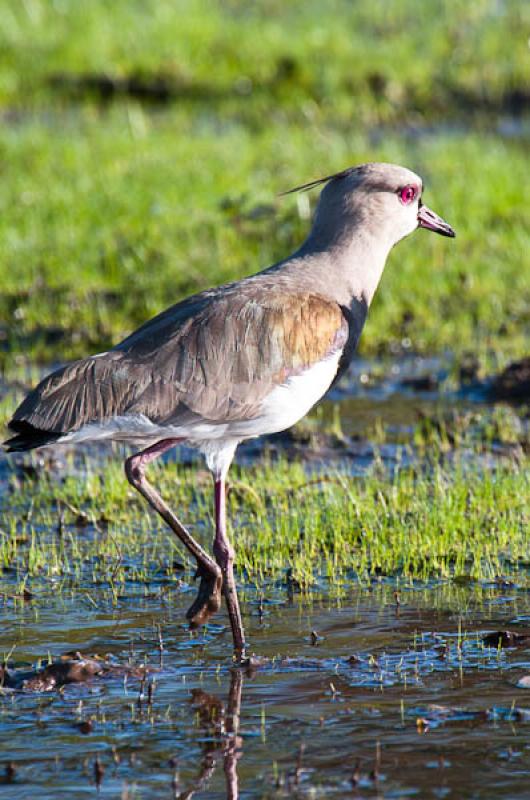 Vanellus chilensis, Lago de Maica, Santarem, Para,...