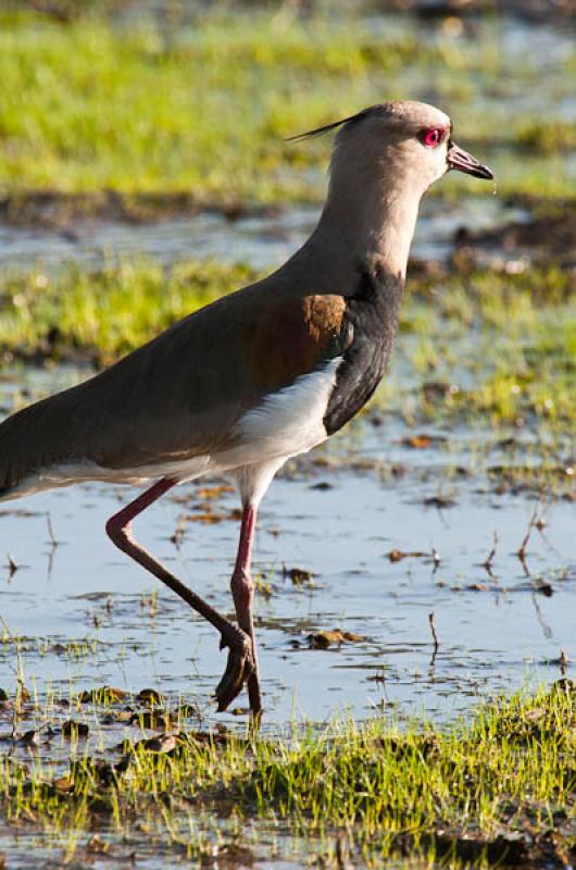 Vanellus chilensis, Lago de Maica, Santarem, Para,...