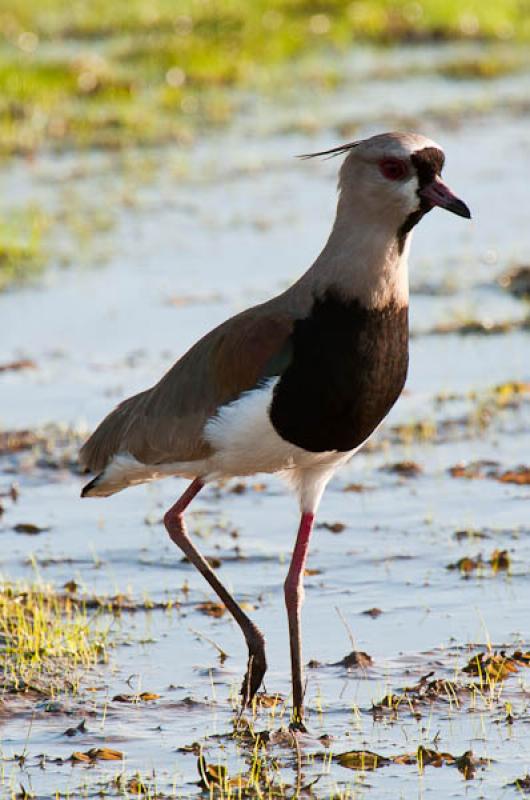 Vanellus chilensis, Lago de Maica, Santarem, Para,...