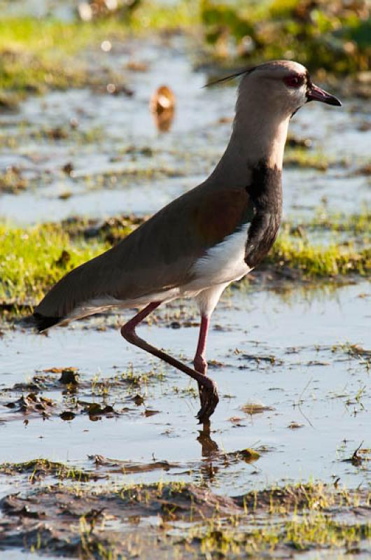 Vanellus chilensis, Lago de Maica, Santarem, Para,...