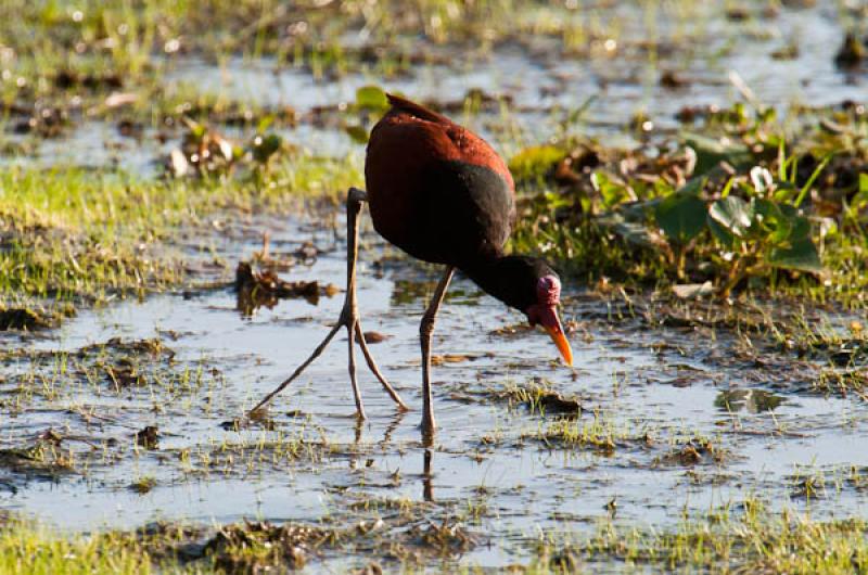 Aramides cajanea, Lago de Maica, Santarem, Para, B...