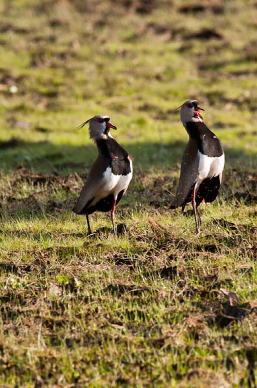 Vanellus chilensis, Lago de Maica, Santarem, Para,...