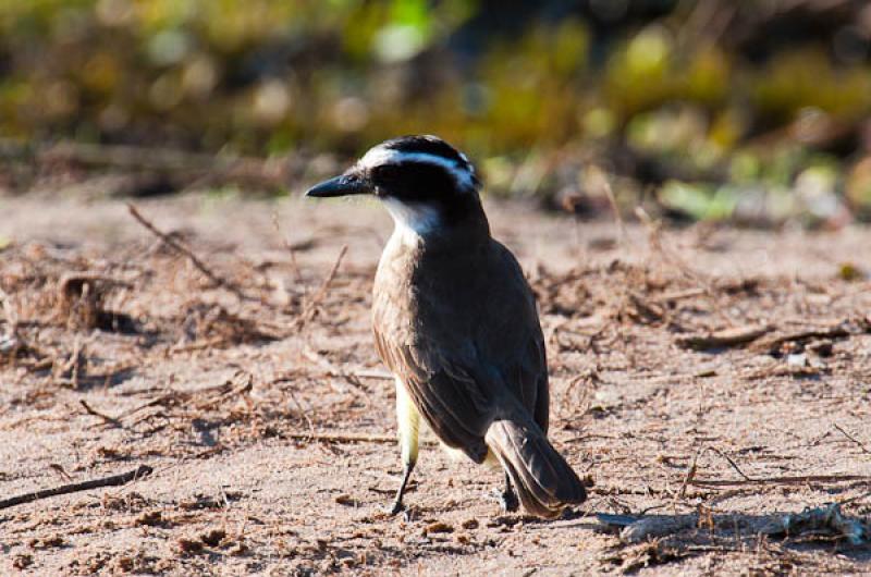 Coereba flaveola, Lago de Maica, Santarem, Para, B...