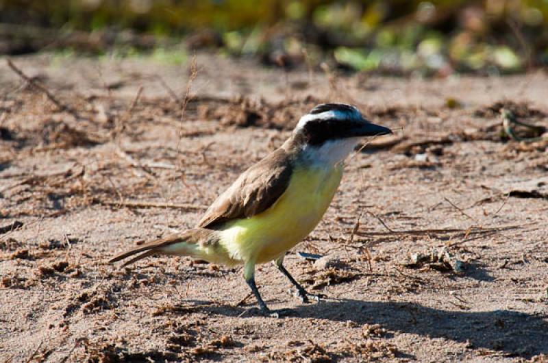 Coereba flaveola, Lago de Maica, Santarem, Para, B...