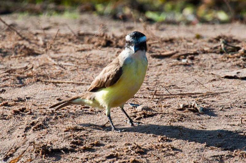 Coereba flaveola, Lago de Maica, Santarem, Para, B...