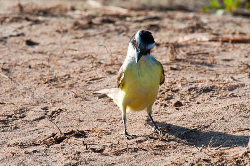 Coereba flaveola, Lago de Maica, Santarem, Para, B...