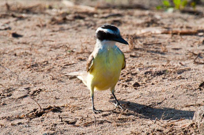 Coereba flaveola, Lago de Maica, Santarem, Para, B...