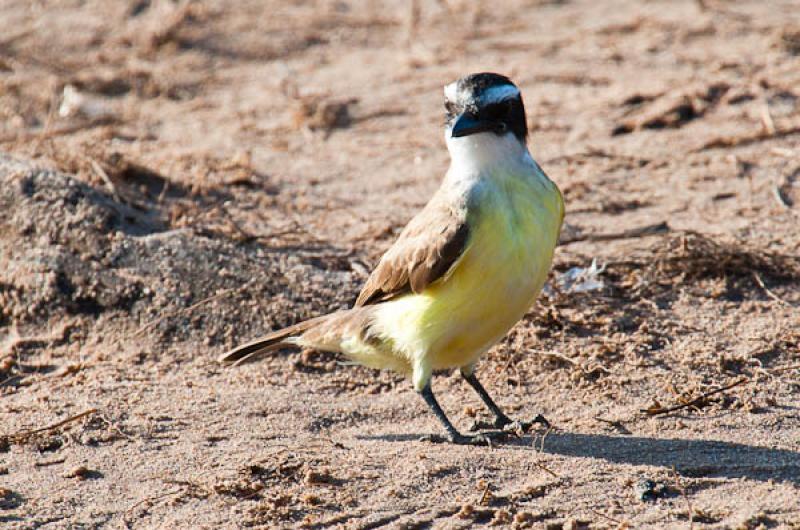 Coereba flaveola, Lago de Maica, Santarem, Para, B...