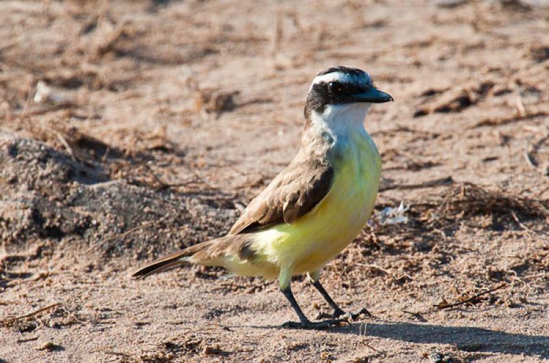 Coereba flaveola, Lago de Maica, Santarem, Para, B...