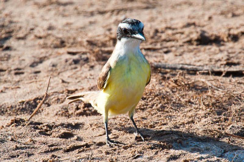 Coereba flaveola, Lago de Maica, Santarem, Para, B...