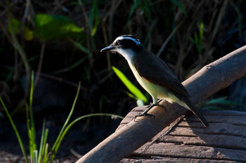 Coereba flaveola, Lago de Maica, Santarem, Para, B...