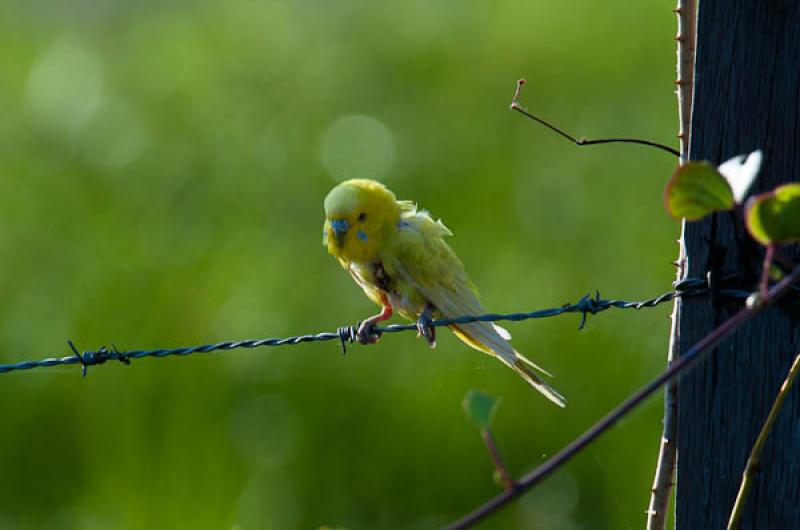 Melopsittacus undulatus, Lago de Maica, Santarem, ...