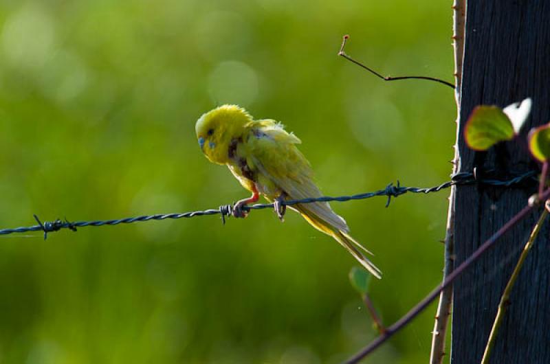 Melopsittacus undulatus, Lago de Maica, Santarem, ...