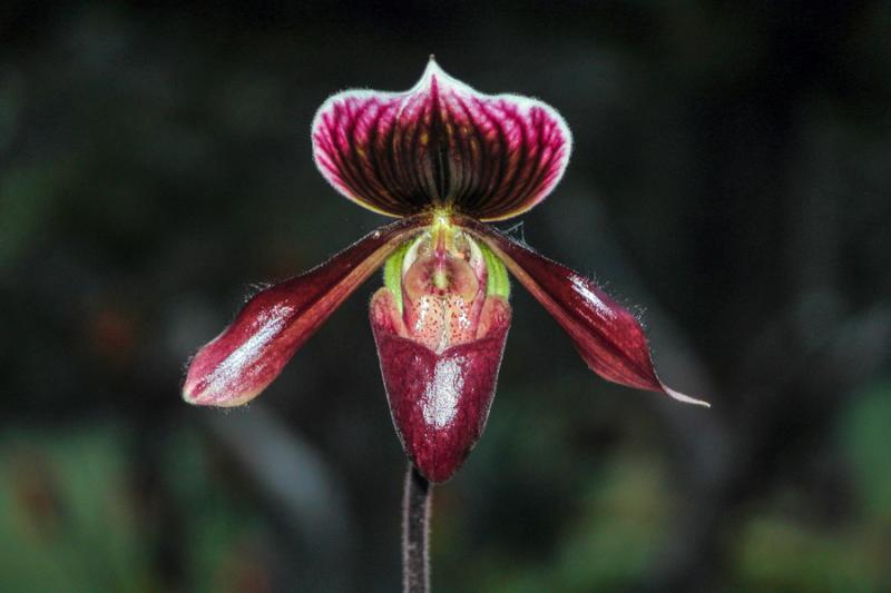 Orquideas 