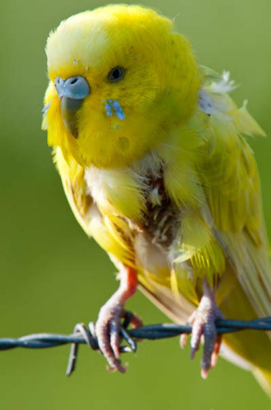 Melopsittacus undulatus, Lago de Maica, Santarem, ...