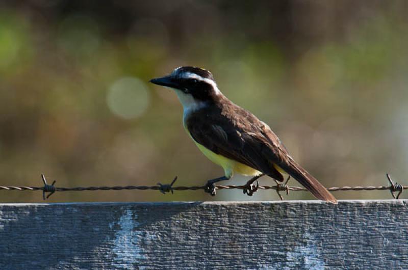 Coereba flaveola, Lago de Maica, Santarem, Para, B...