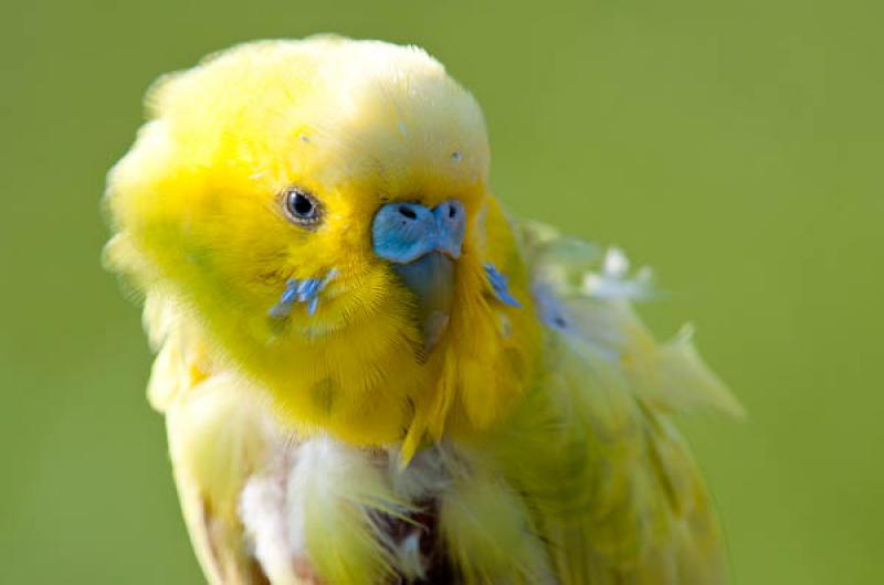 Melopsittacus undulatus, Lago de Maica, Santarem, ...