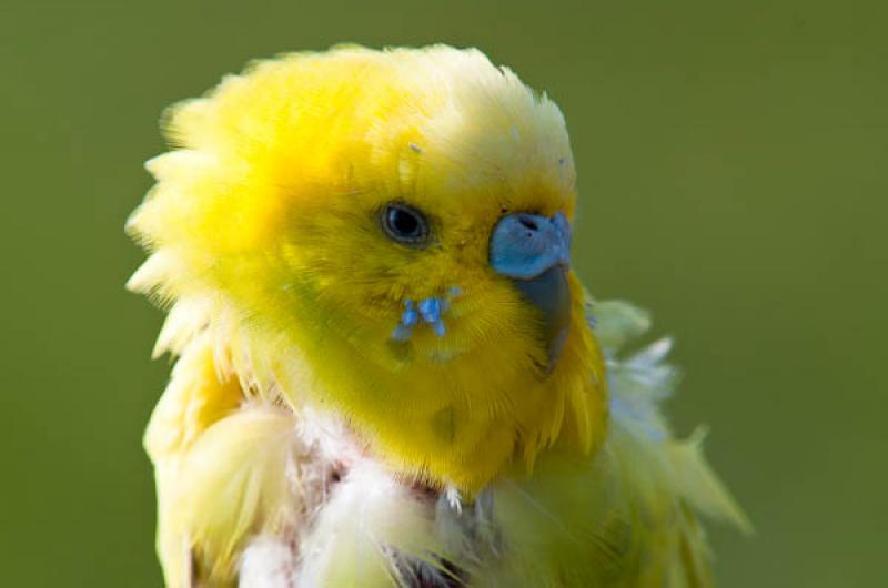 Melopsittacus undulatus, Lago de Maica, Santarem, ...