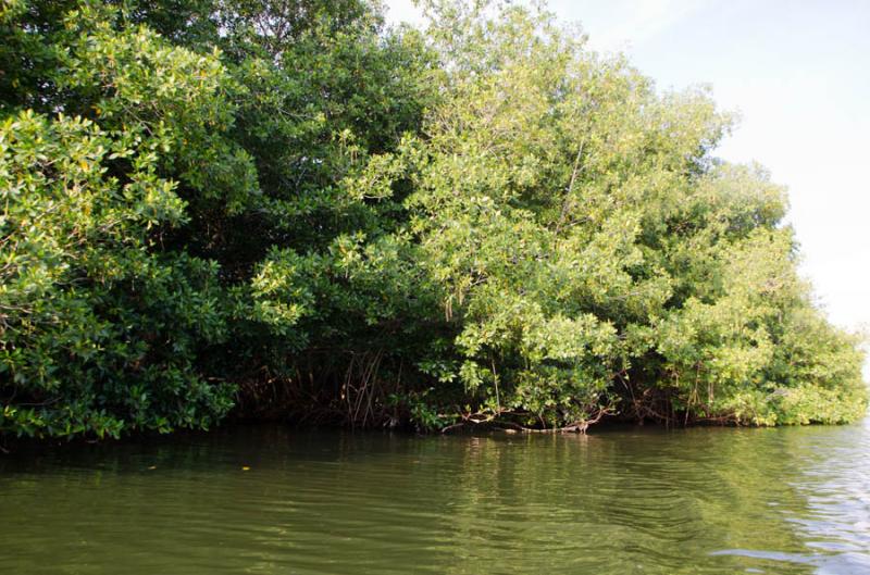 Manglar de Bahia de Cispata, San Antero, Cordoba, ...