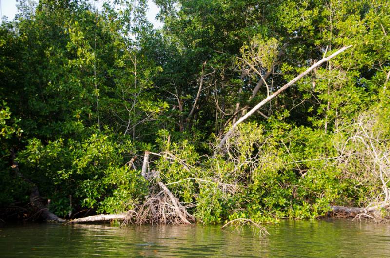 Manglar de Bahia de Cispata, San Antero, Cordoba, ...