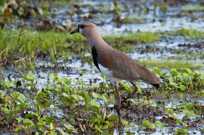 Vanellus chilensis, Lago de Maica, Santarem, Para,...