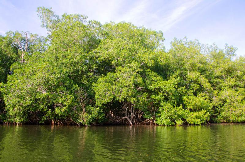 Manglar de Bahia de Cispata, San Antero, Cordoba, ...