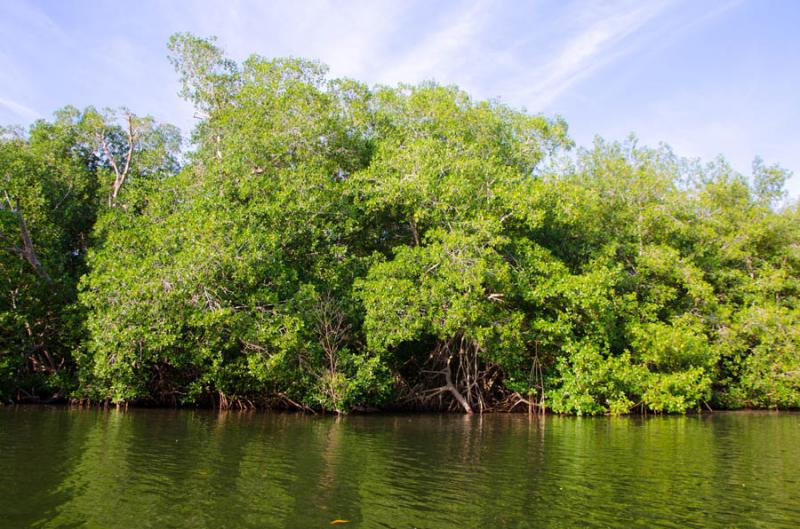 Manglar de Bahia de Cispata, San Antero, Cordoba, ...