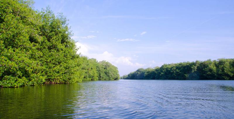 Manglar de Bahia de Cispata, San Antero, Cordoba, ...