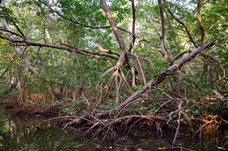 Manglar de Bahia de Cispata, San Antero, Cordoba, ...