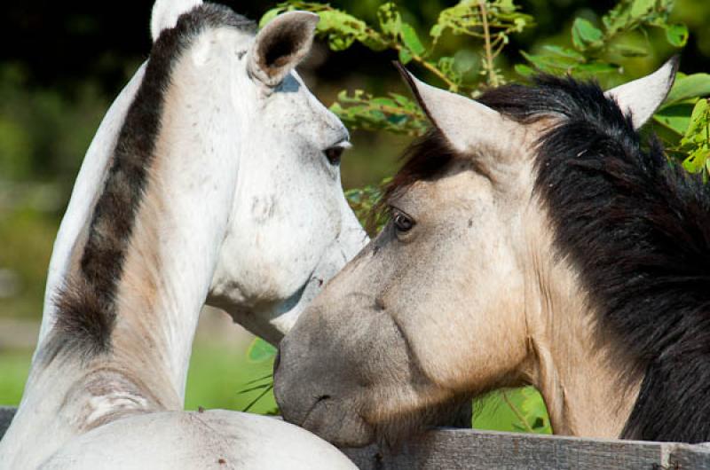 Equus caballus, Lago de Maica, Santarem, Para, Bra...