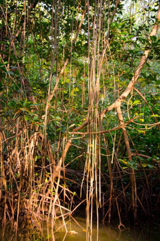 Manglar de Bahia de Cispata, San Antero, Cordoba, ...