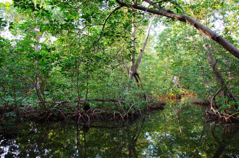 Manglar de Bahia de Cispata, San Antero, Cordoba, ...