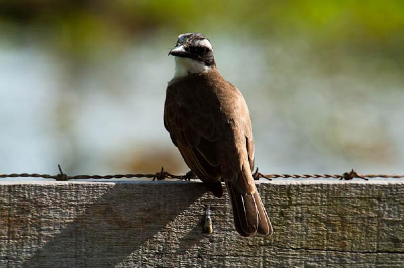 Coereba flaveola, Lago de Maica, Santarem, Para, B...