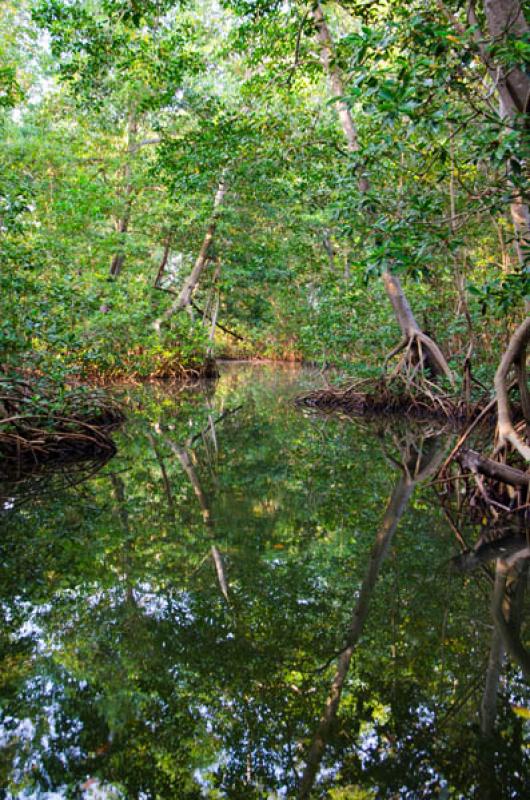 Manglar de Bahia de Cispata, San Antero, Cordoba, ...