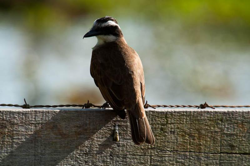 Coereba flaveola, Lago de Maica, Santarem, Para, B...