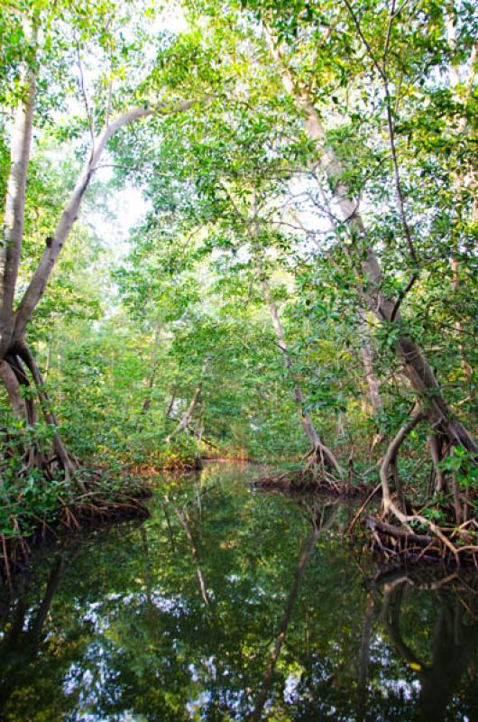 Manglar de Bahia de Cispata, San Antero, Cordoba, ...