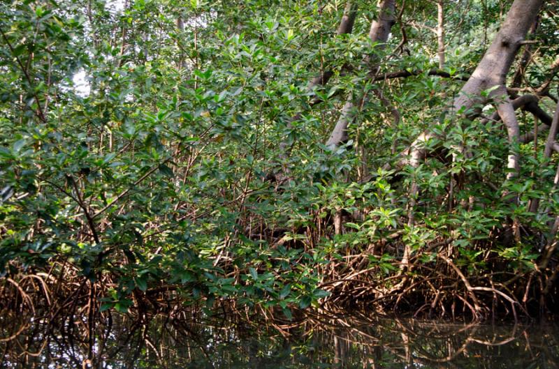 Manglar de Bahia de Cispata, San Antero, Cordoba, ...