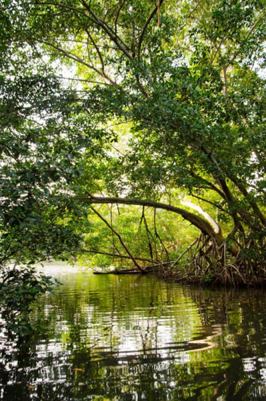 Manglar de Bahia de Cispata, San Antero, Cordoba, ...