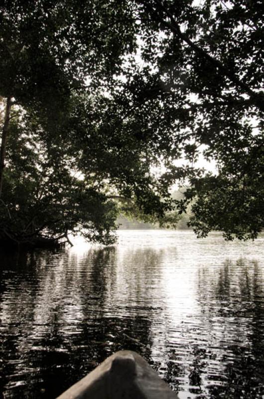 Manglar de Bahia de Cispata, San Antero, Cordoba, ...