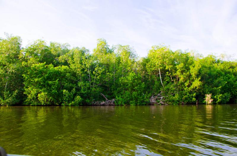 Manglar de Bahia de Cispata, San Antero, Cordoba, ...