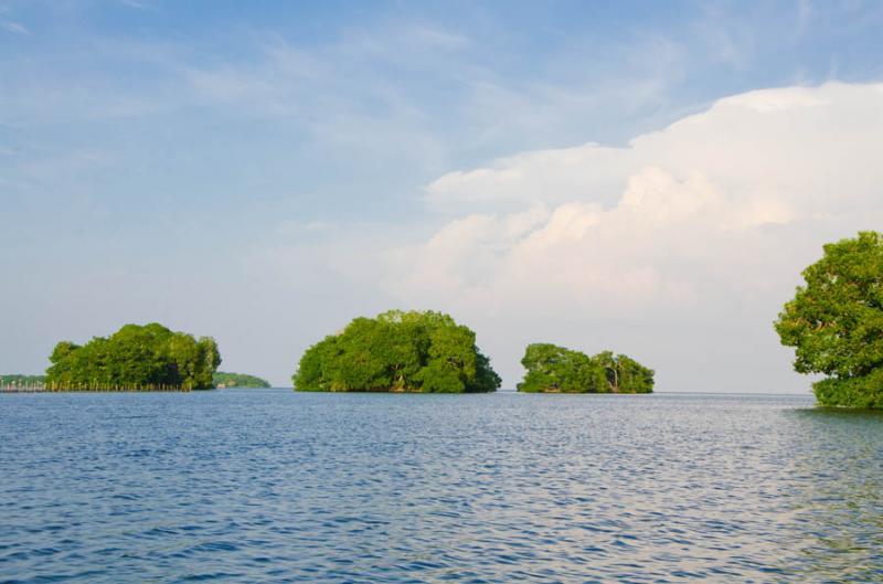 Manglar de Bahia de Cispata, San Antero, Cordoba, ...