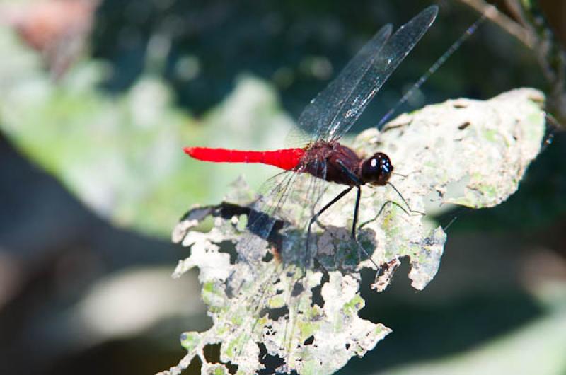 Erythemis mithroides