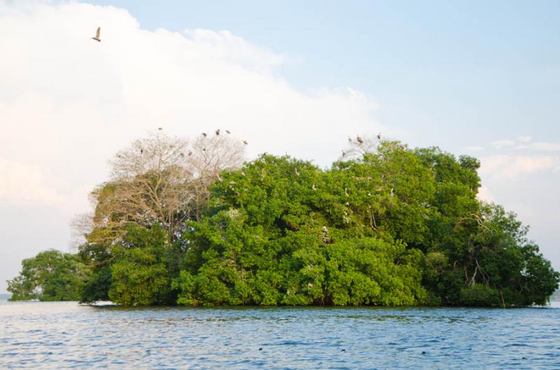 Manglar de Bahia de Cispata, San Antero, Cordoba, ...