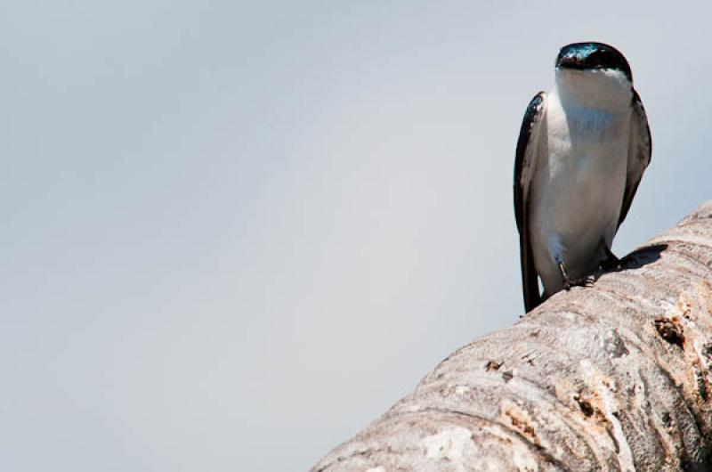 Albiventer Tachycineta, Lago de Maica, Santarem, P...