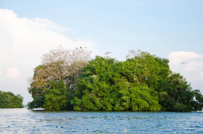 Manglar de Bahia de Cispata, San Antero, Cordoba, ...