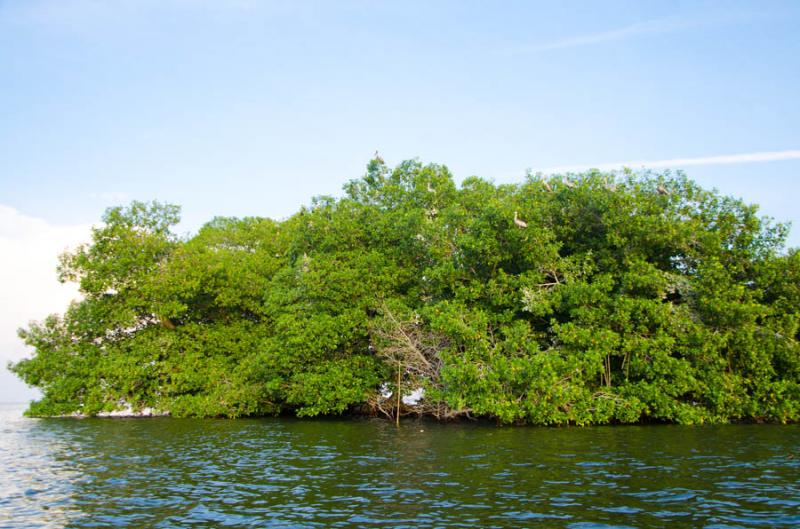 Manglar de Bahia de Cispata, San Antero, Cordoba, ...