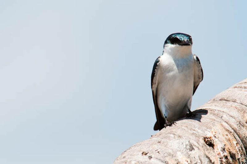 Albiventer Tachycineta, Lago de Maica, Santarem, P...