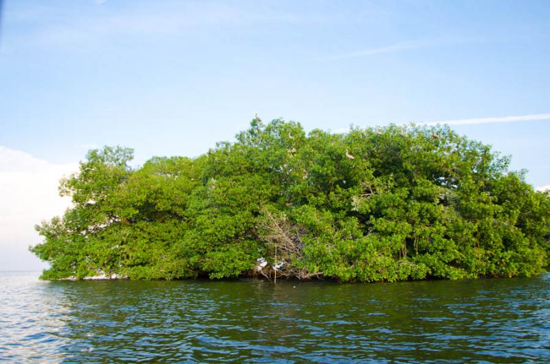 Manglar de Bahia de Cispata, San Antero, Cordoba, ...